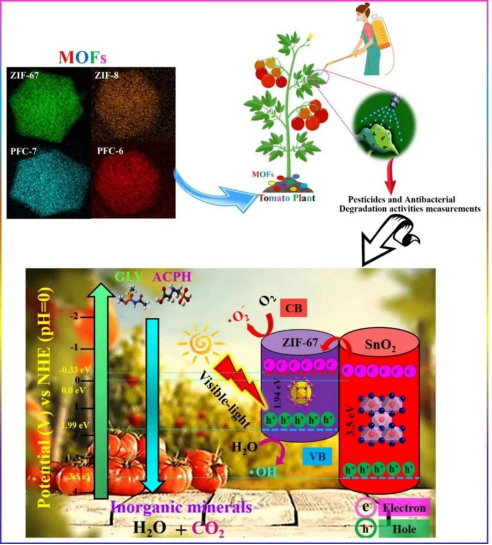 我科学家研发新材料可增强番茄抗病性和农药降解能力